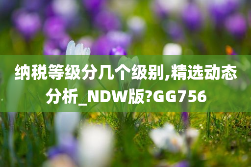 纳税等级分几个级别,精选动态分析_NDW版?GG756