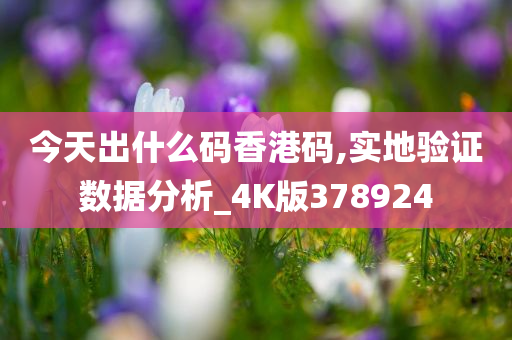 今天出什么码香港码,实地验证数据分析_4K版378924