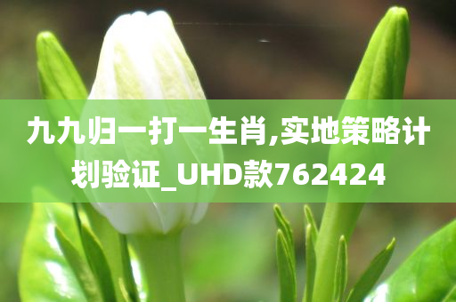 九九归一打一生肖,实地策略计划验证_UHD款762424