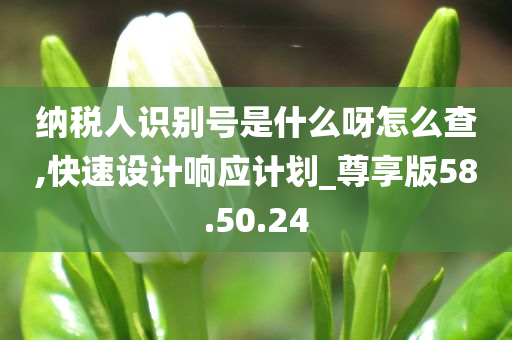 纳税人识别号是什么呀怎么查,快速设计响应计划_尊享版58.50.24