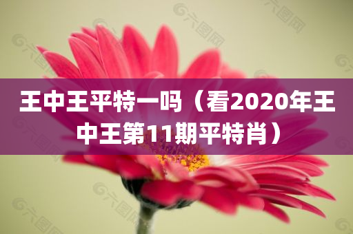 王中王平特一吗（看2020年王中王第11期平特肖）