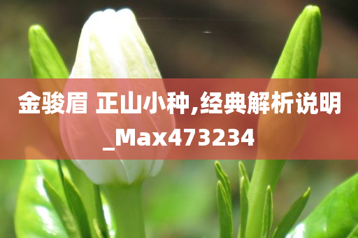 金骏眉 正山小种,经典解析说明_Max473234